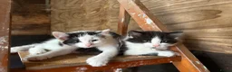 Mixed Breed cats for sale: Kitten  - Advert 1