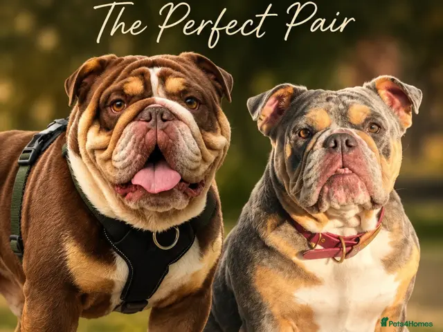 English Bulldog dogs for sale: BEAUTIFUL ENGLISH BULLDOGS - Advert 1