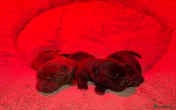 Mixed Breed dogs for sale: Chowbull pups for sale - Image 18