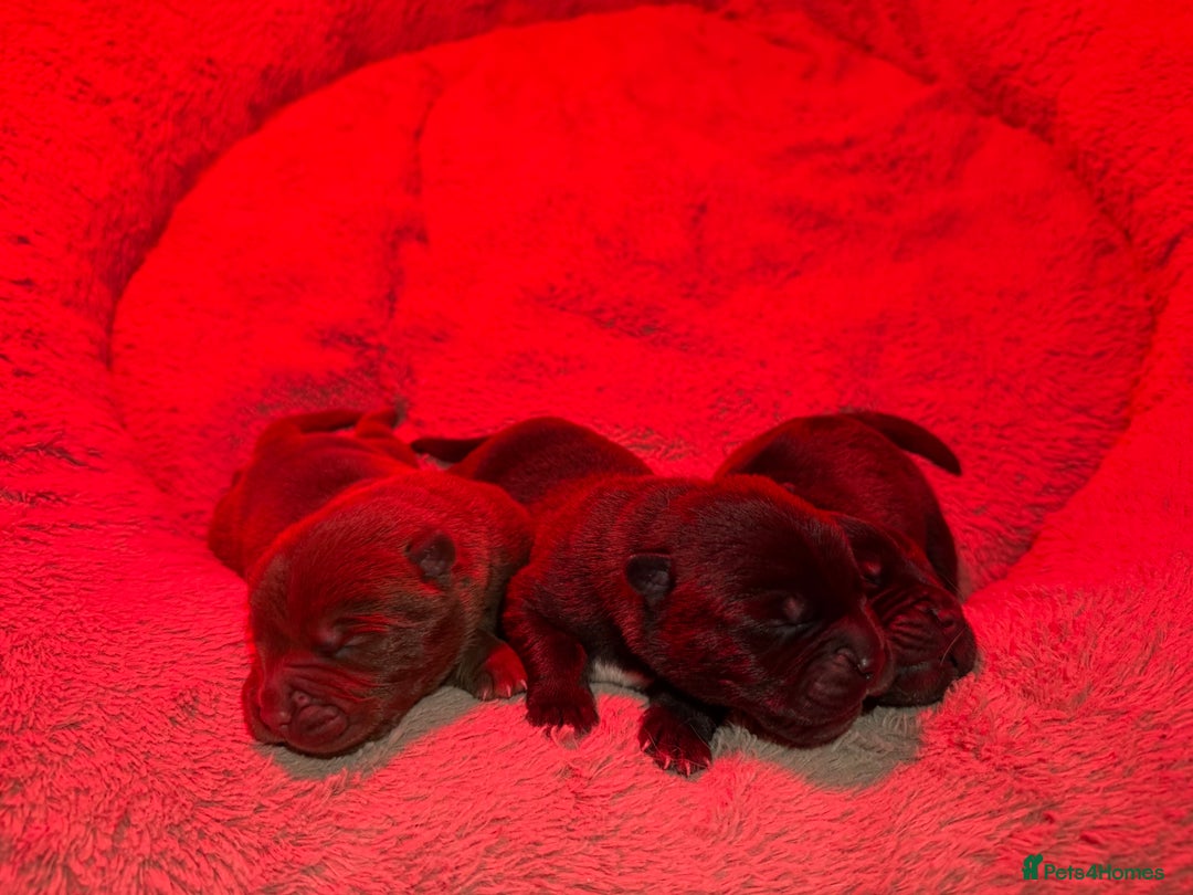 Mixed Breed dogs for sale: Chowbull pups for sale - Image 18