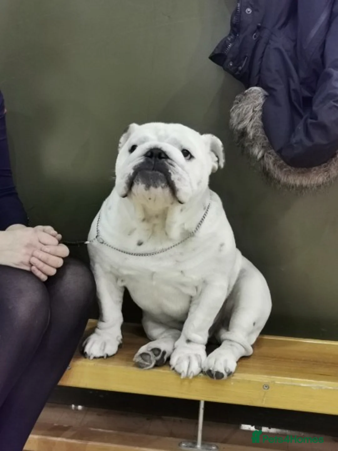 English Bulldog dogs for stud: Qualified Crufts20/21/22/23/24 Health Certificates in Slough - Advert 17