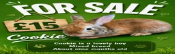 Mixed Breed rabbits for sale: Boy rabbits for sale - Advert 2