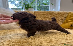 Mixed Breed dogs for sale: Mega Coated Schnockerpoo puppies - Image 24