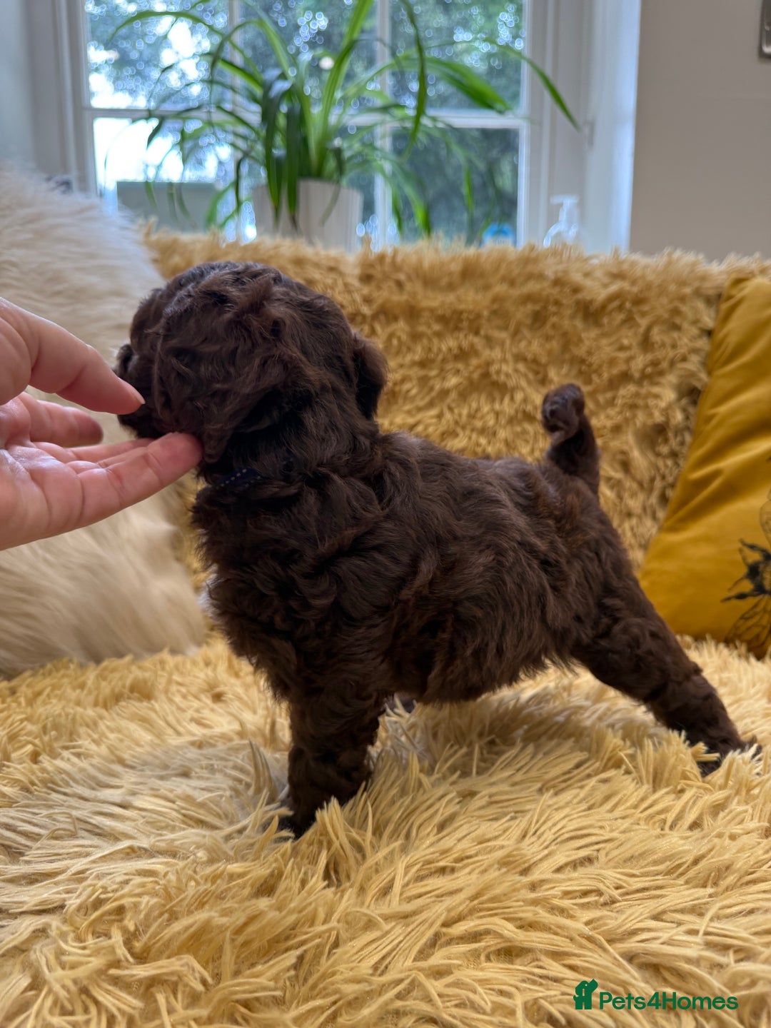 Mixed Breed dogs for sale: Mega Coated Schnockerpoo puppies - Image 24