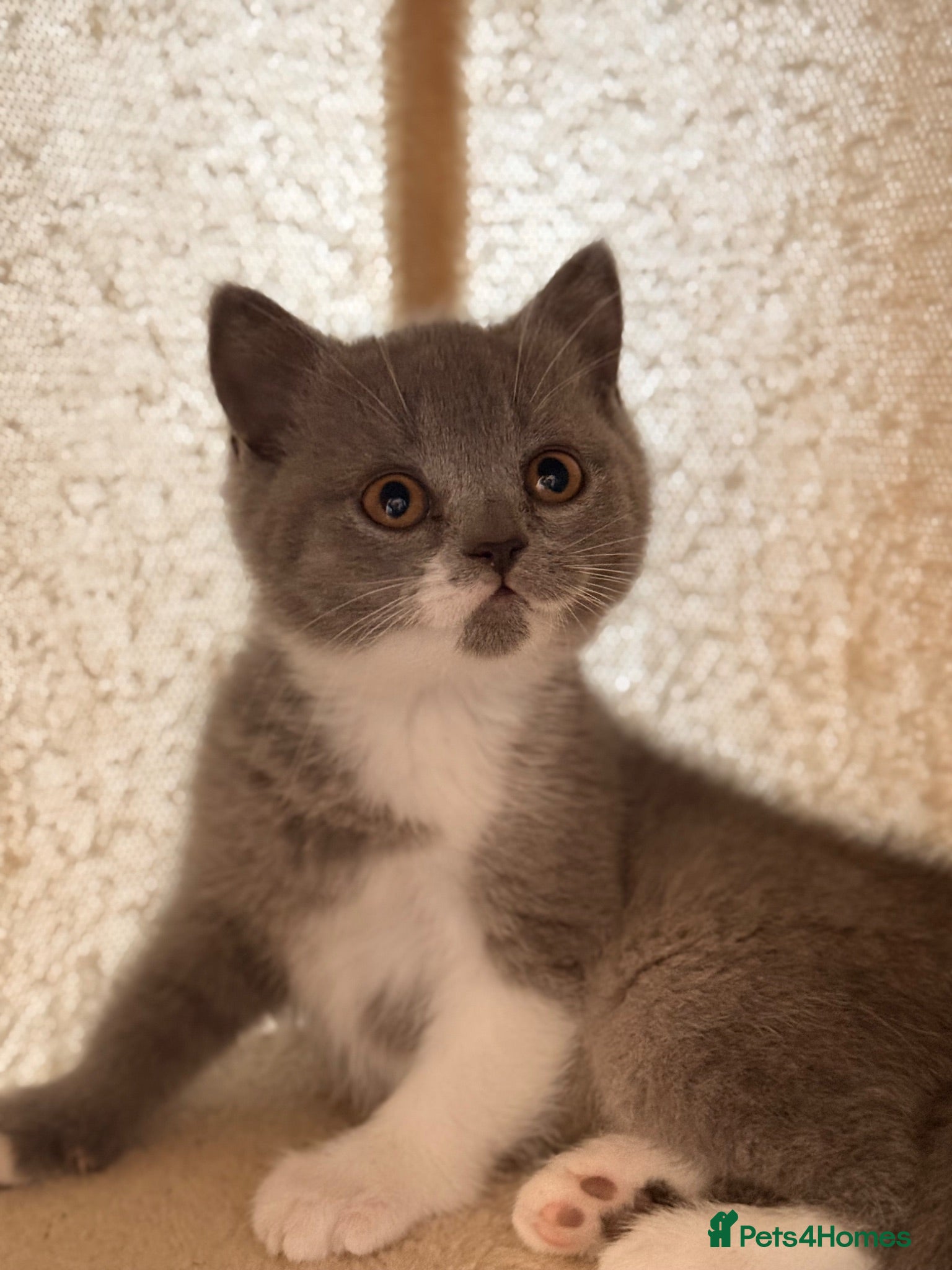 British Shorthair cats  Beautiful British Shorthair Kittens ✨🐾 - Advert 15