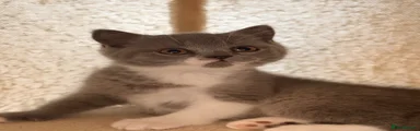 British Shorthair 4