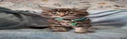 Mixed Breed cats for sale: 3x Beautiful maincoone cross kittens - Advert 17