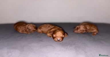 Cockapoo dogs - Advert 2