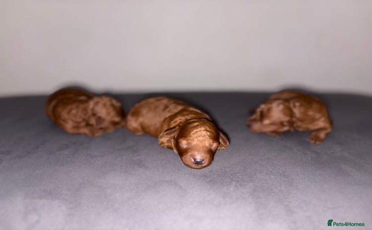 Cockapoo dogs - Advert 4