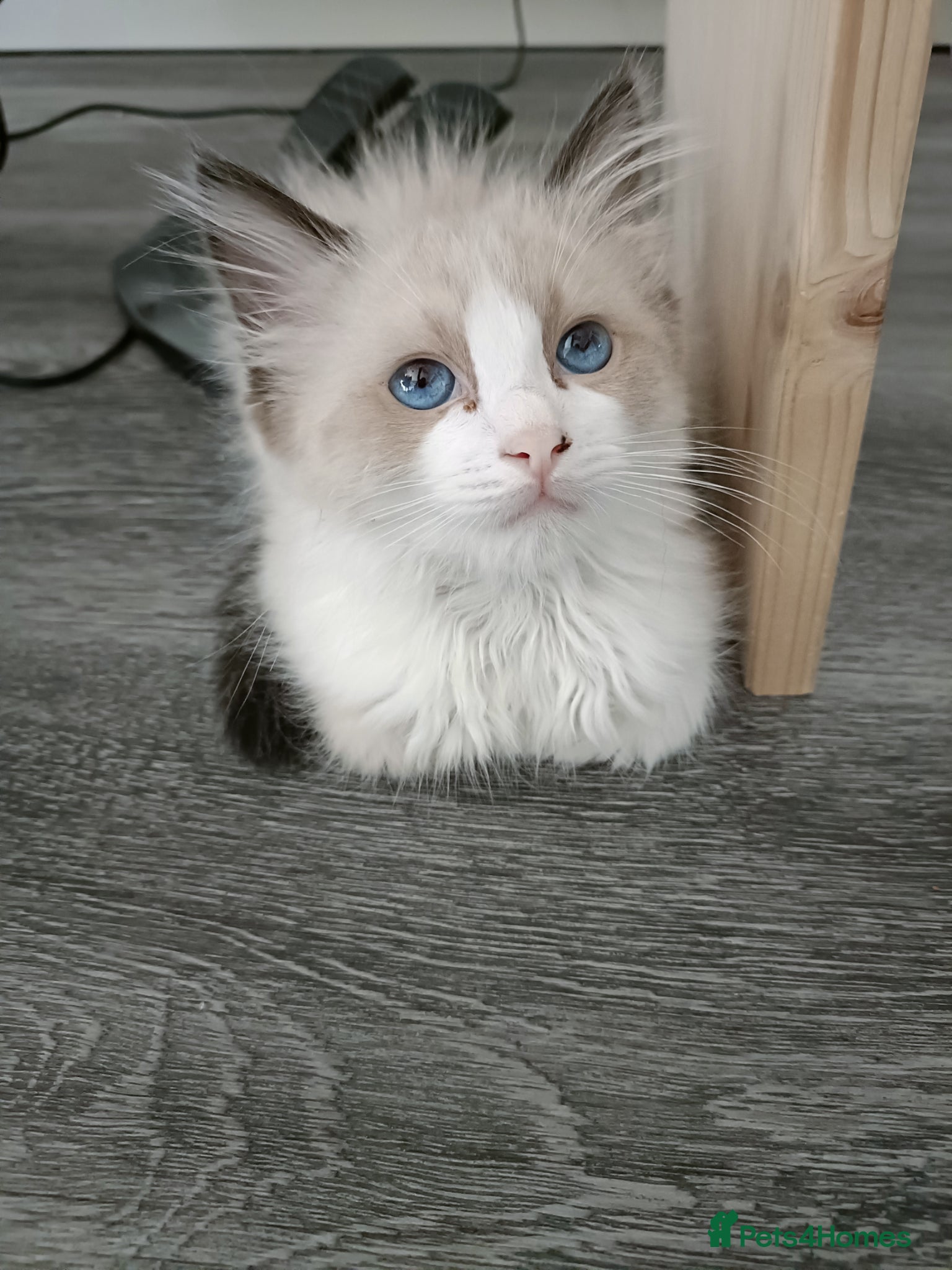 Ragdoll cats Just one girl left🐾 - Advert 1