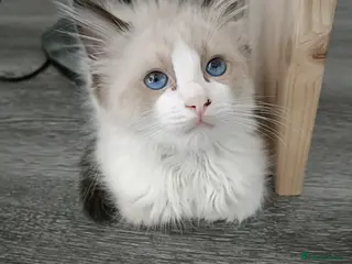 Ragdoll cats Just one girl left🐾 - Advert 1