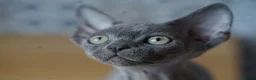 Devon Rex cats for sale: 💙  Blue male Kitten Available 💙 - Advert 3
