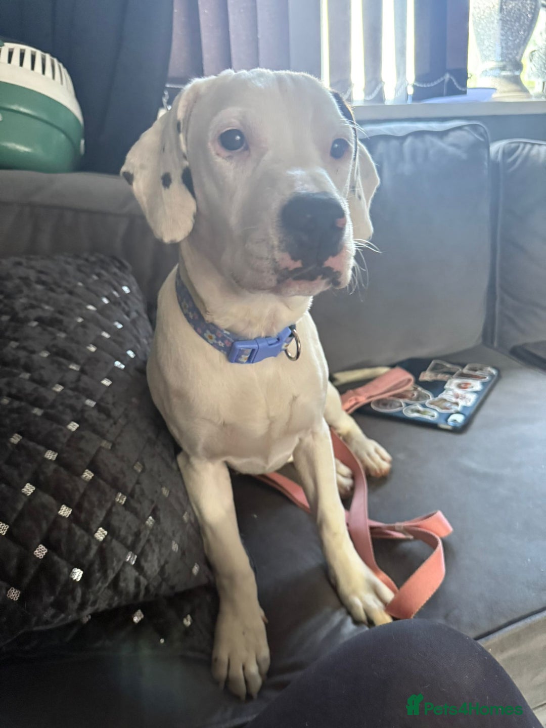 Mixed Breed dogs for sale: STAFFY/SPANIEL CROSS GIRL IN SCARBOROUGH 8 MONTHS  - Image 1