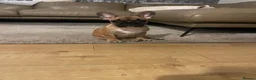 Mixed Breed dogs for sale: Frenchton puppies - Advert 3