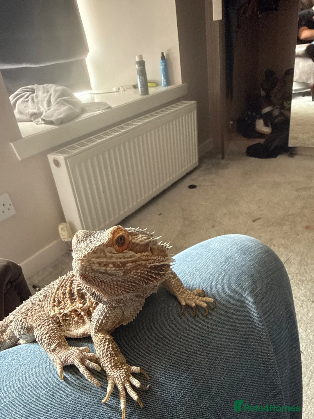 Bearded Dragon reptiles for sale: Bearded dragon to be rehomed  in Glasgow - Advert 3