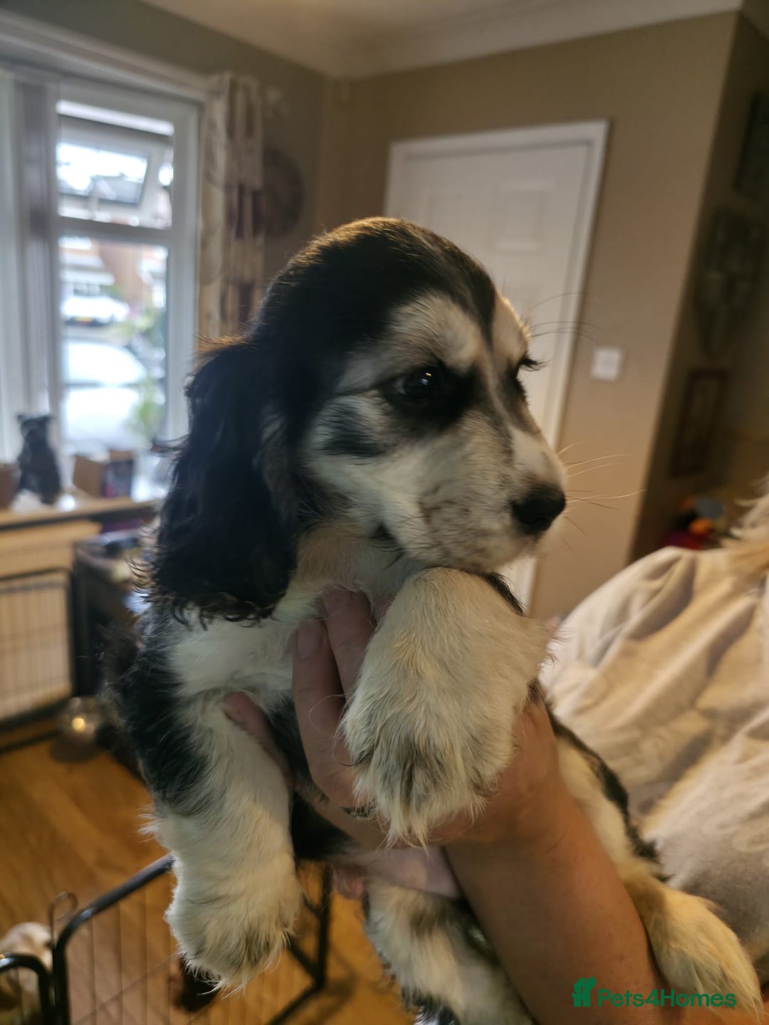 Cocker Spaniel dogs for sale: Cocker Spaniel puppies  - Image 22