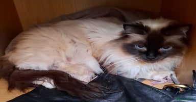 Ragdoll cats - Advert 15