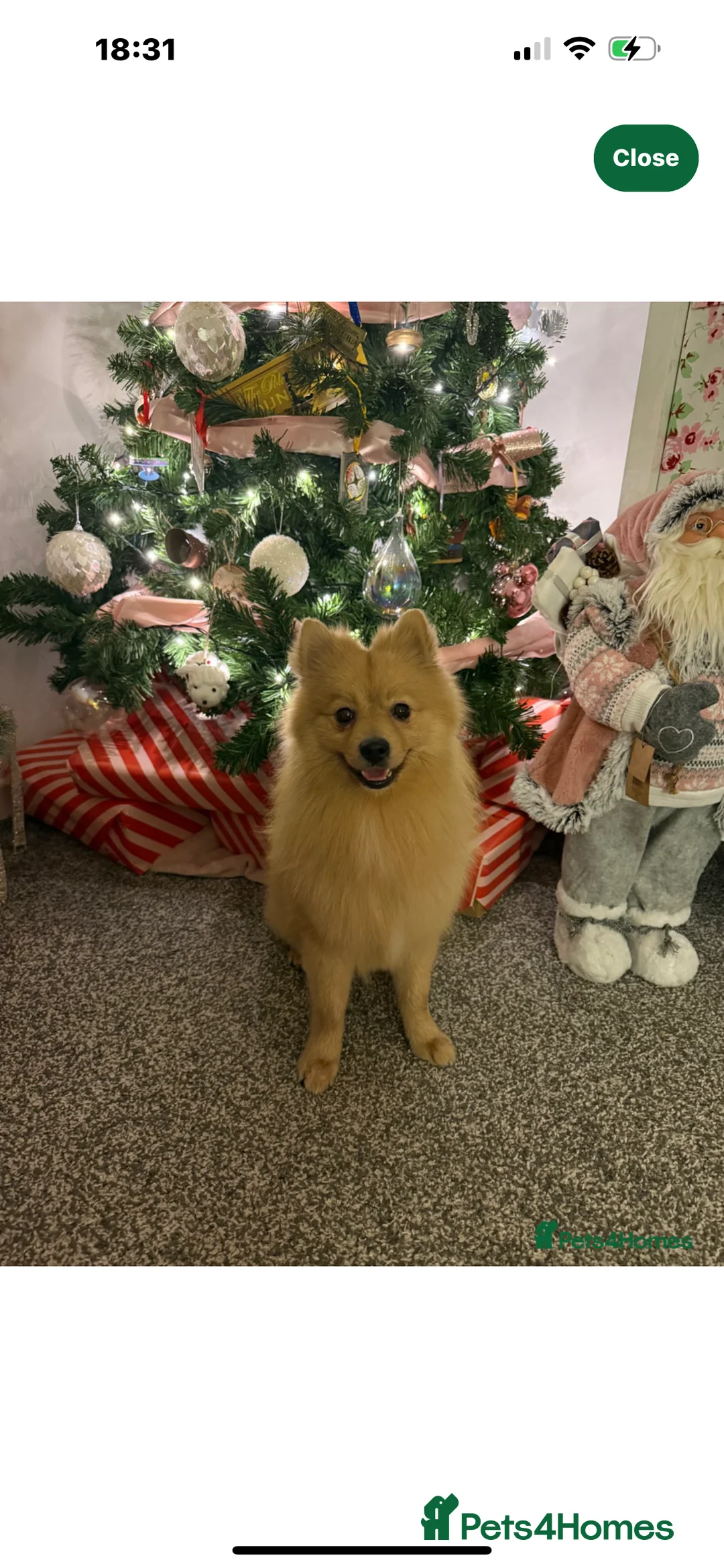 Pomeranian dogs for sale: Pom Bentley  - Advert 5