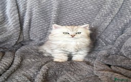 British Longhair cats for sale: Stunning fluffy Maine coon x british longhair  - Image 15