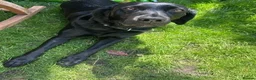 Labrador Retriever dogs for sale: KC Labradors | Wonderful Family Temperaments in London - Advert 8
