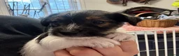 Mixed Breed dogs for sale: 2 Beautiful male terrier puppies  - Advert 7