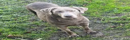 Labrador Retriever dogs for sale: 🩶🩶 SILVER LABRADOR GIRLS 🩶🩶 - Advert 15