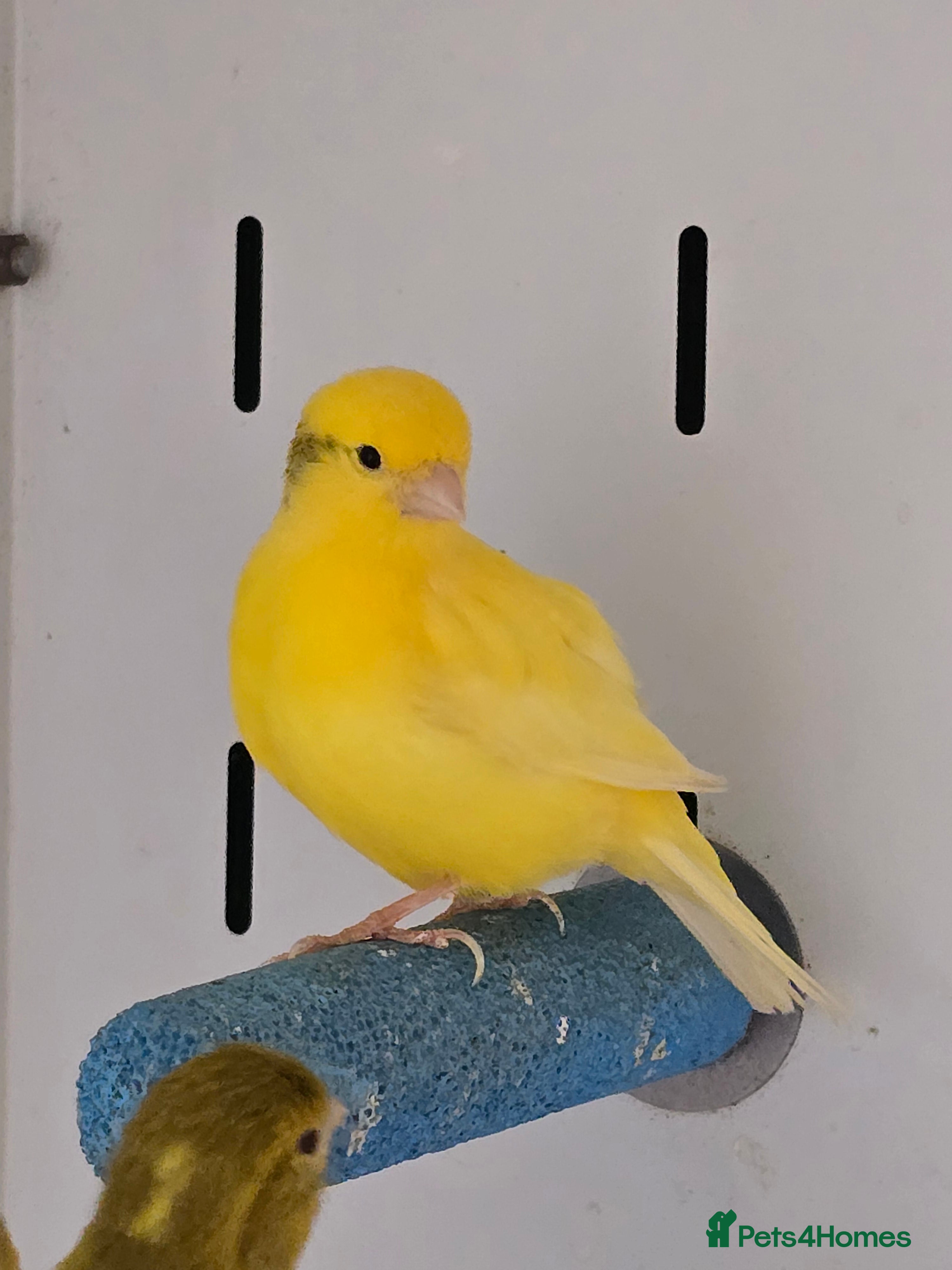 Canaries birds Stunning Fife & Gloster Canaries (pet or breeding) - Advert 1