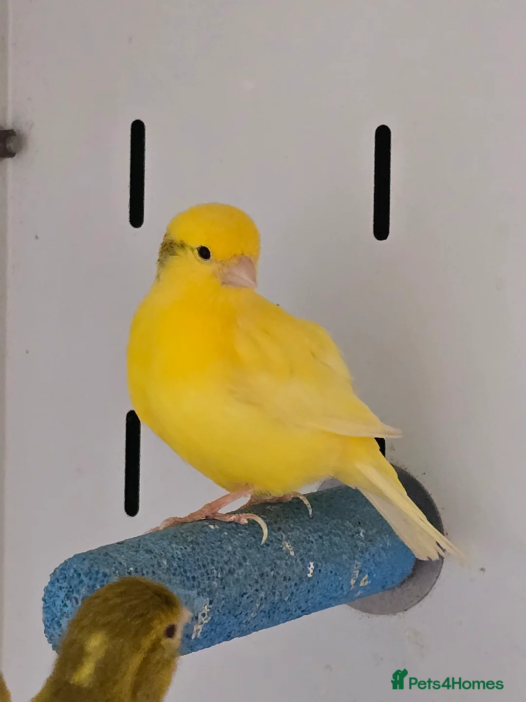 Canaries birds for sale: Stunning Fife & Gloster Canaries (pet or breeding) - Advert 1