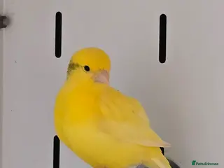 Canaries birds Stunning Fife & Gloster Canaries (pet or breeding) - Advert 1