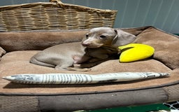 Miniature Dachshund dogs for sale: Outstanding Minature Dachshunds Puppies For Sale  - Image 10
