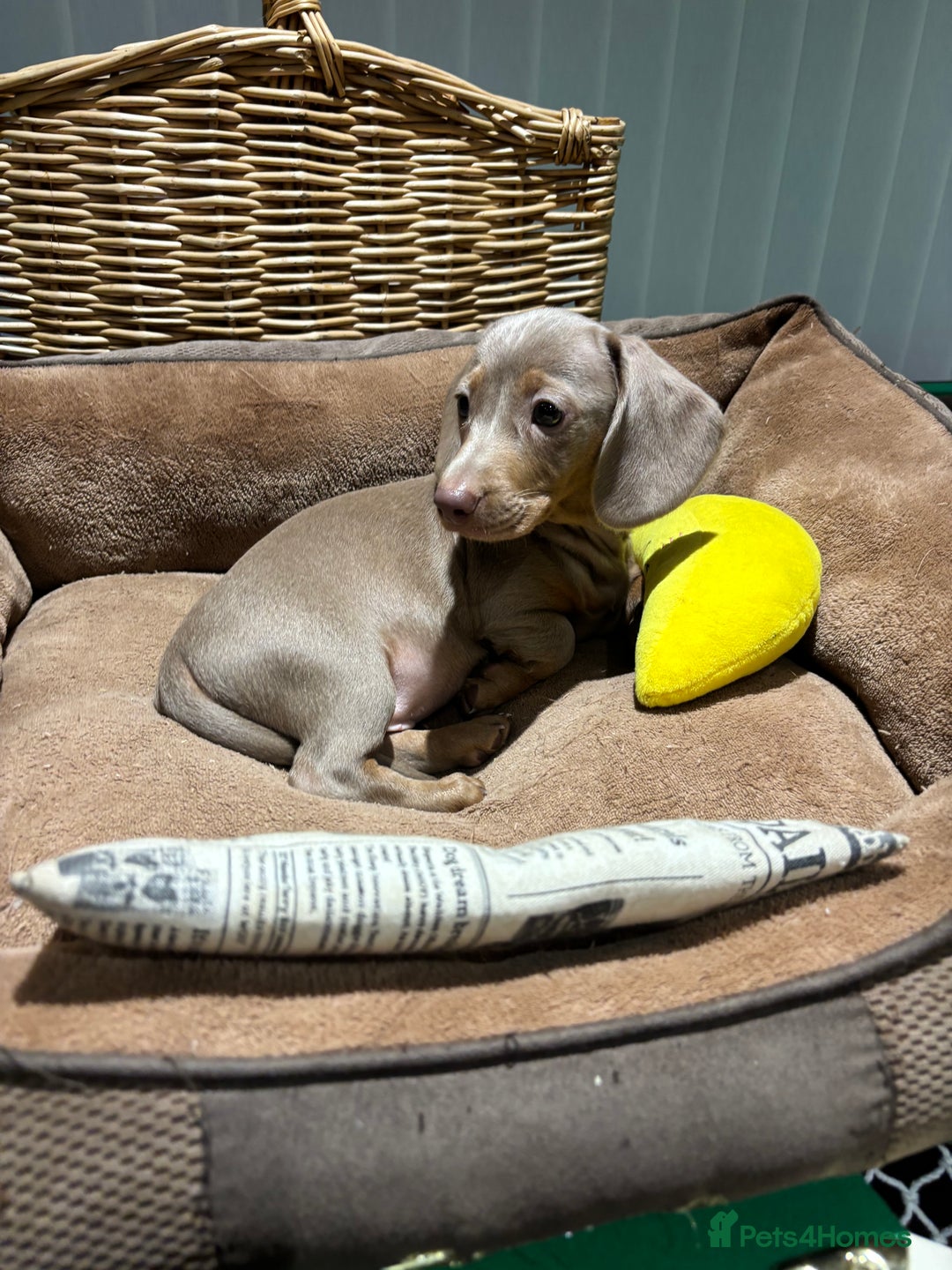 Miniature Dachshund dogs for sale: Outstanding Minature Dachshunds Puppies For Sale  - Image 10