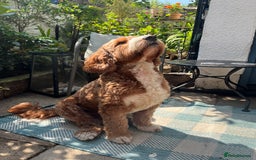 Goldendoodle dogs for stud: Australian Double Doodle Stud PROVEN  in Bolton - Image 1