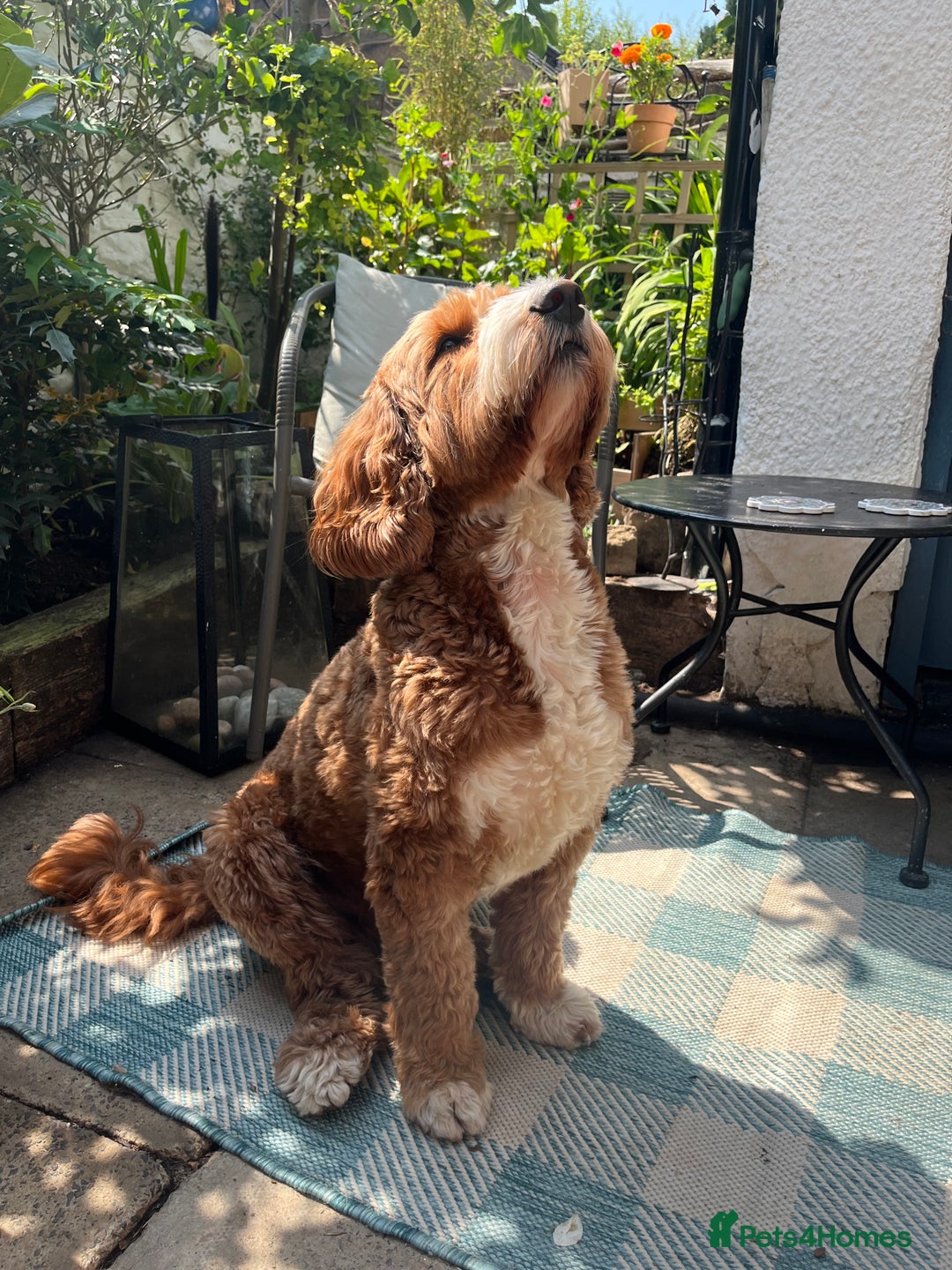 Goldendoodle dogs for stud: Australian Double Doodle Stud PROVEN  in Bolton - Image 1