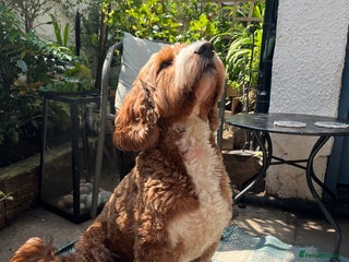 Goldendoodle dogs in Bolton - Advert 1