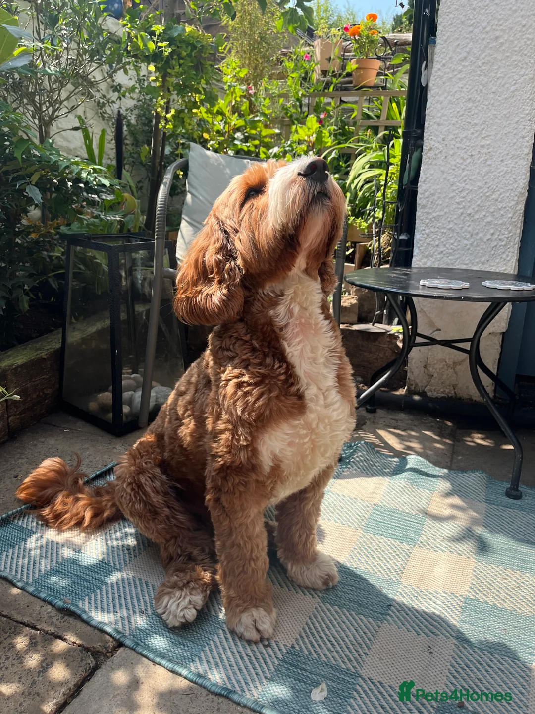 Goldendoodle dogs for stud: Australian Double Doodle Stud PROVEN  in Bolton - Advert 1