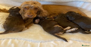 Cocker Spaniel dogs - Advert 3