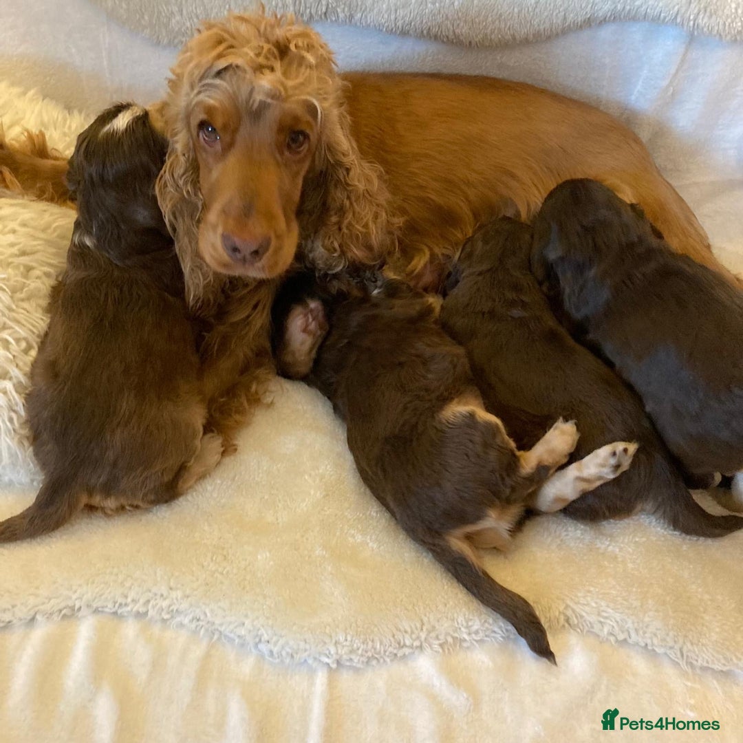 Cocker Spaniel dogs for sale: ADORABLE KC REG SHOW TYPE COCKER SPANIEL PUPPIES - Image 4