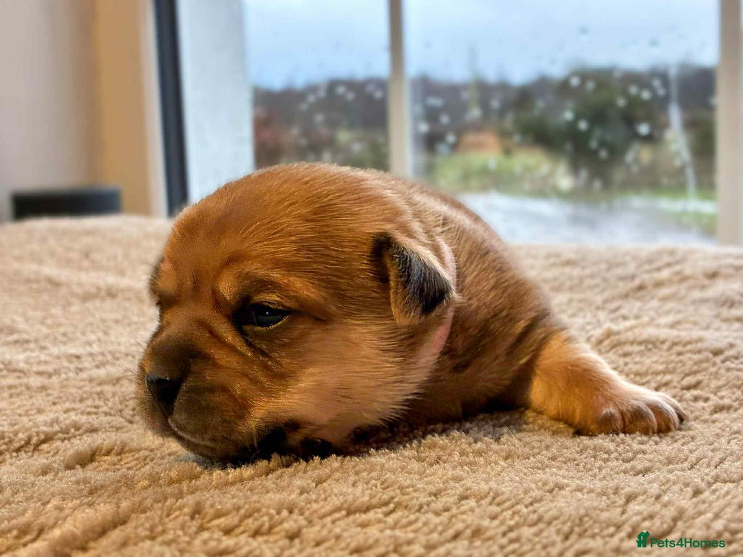 Jug dogs for sale: Jug Puppies  - Advert 11