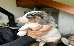 Miniature Dachshund dogs for sale: Beautiful dachsund pups...ready to go in mid Nov - Image 5