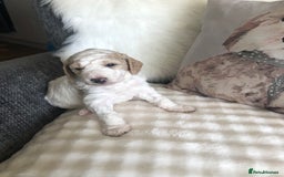 Goldendoodle dogs for sale: Goldendoodle Double Doodle pups for sale - Image 5