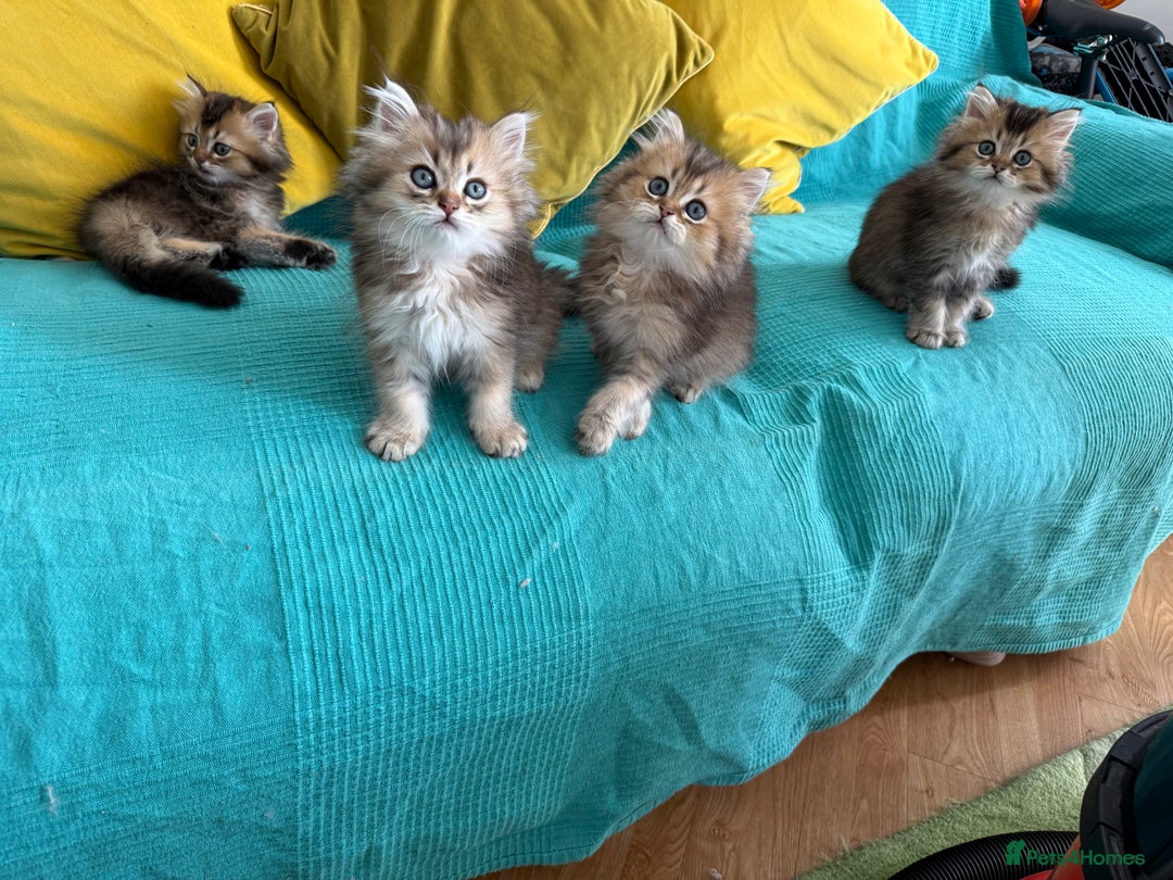 British Longhair cats for sale: British Longhair kittens - Image 3