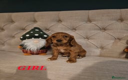 Cocker Spaniel dogs for sale: KC REGISTERED WORKING COCKERS - Image 19