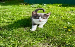 Russian Blue cats for sale: Charming Blue Boys - Image 17