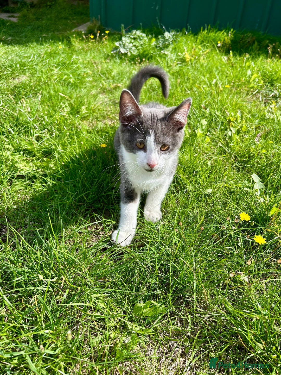 Russian Blue cats for sale: Charming Blue Boys - Image 17