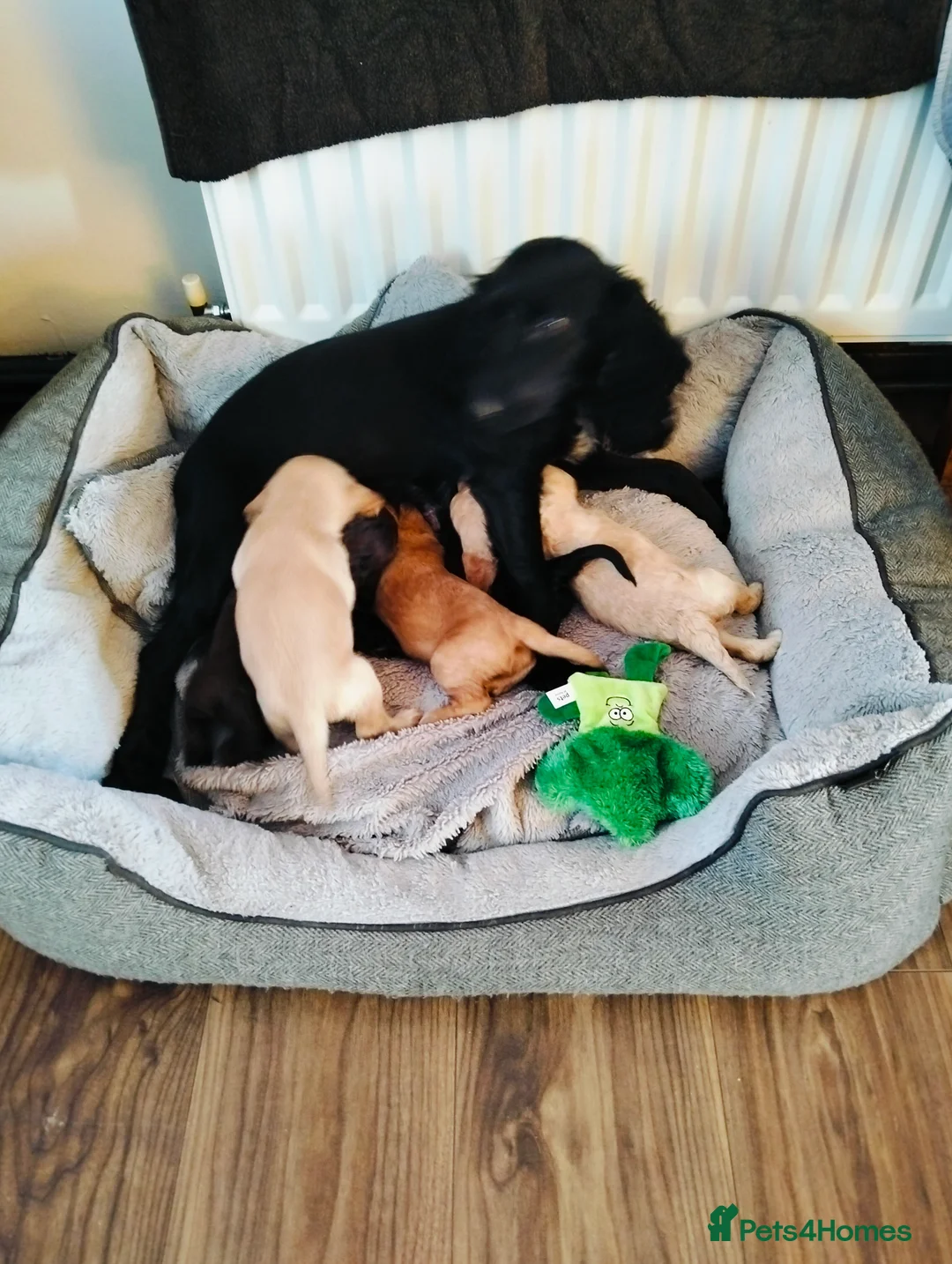 Cockapoo dogs for sale: Two gorgeous boys looking for their forever homes - Advert 2