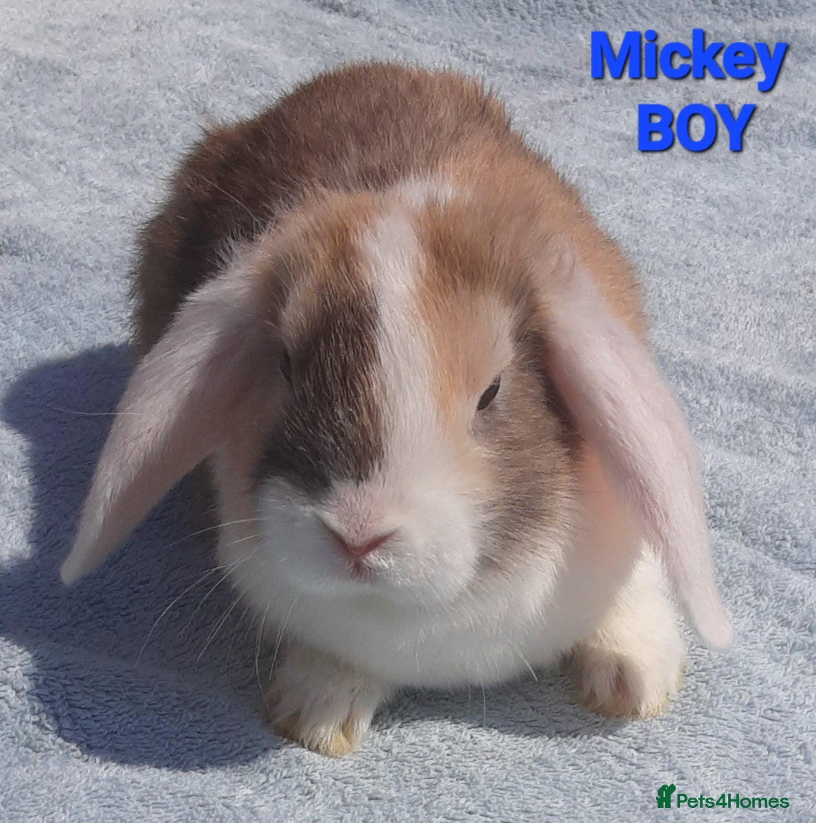 Mixed Breed rabbits Beautiful Mixed Breed Babies - Advert 11