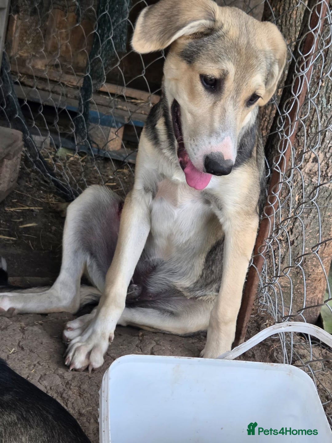 Mixed Breed dogs for adoption: Sweet, Friendly Young RUBY - for a Loving Family - Advert 5