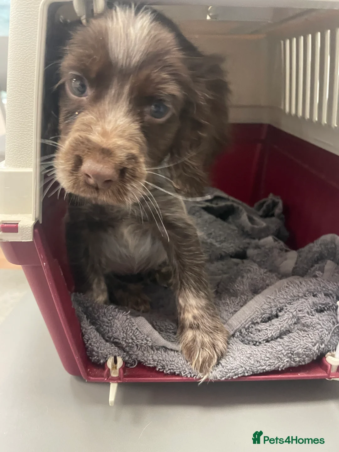 Cocker Spaniel dogs for sale: Beautiful girl seeking forever home  - Advert 2