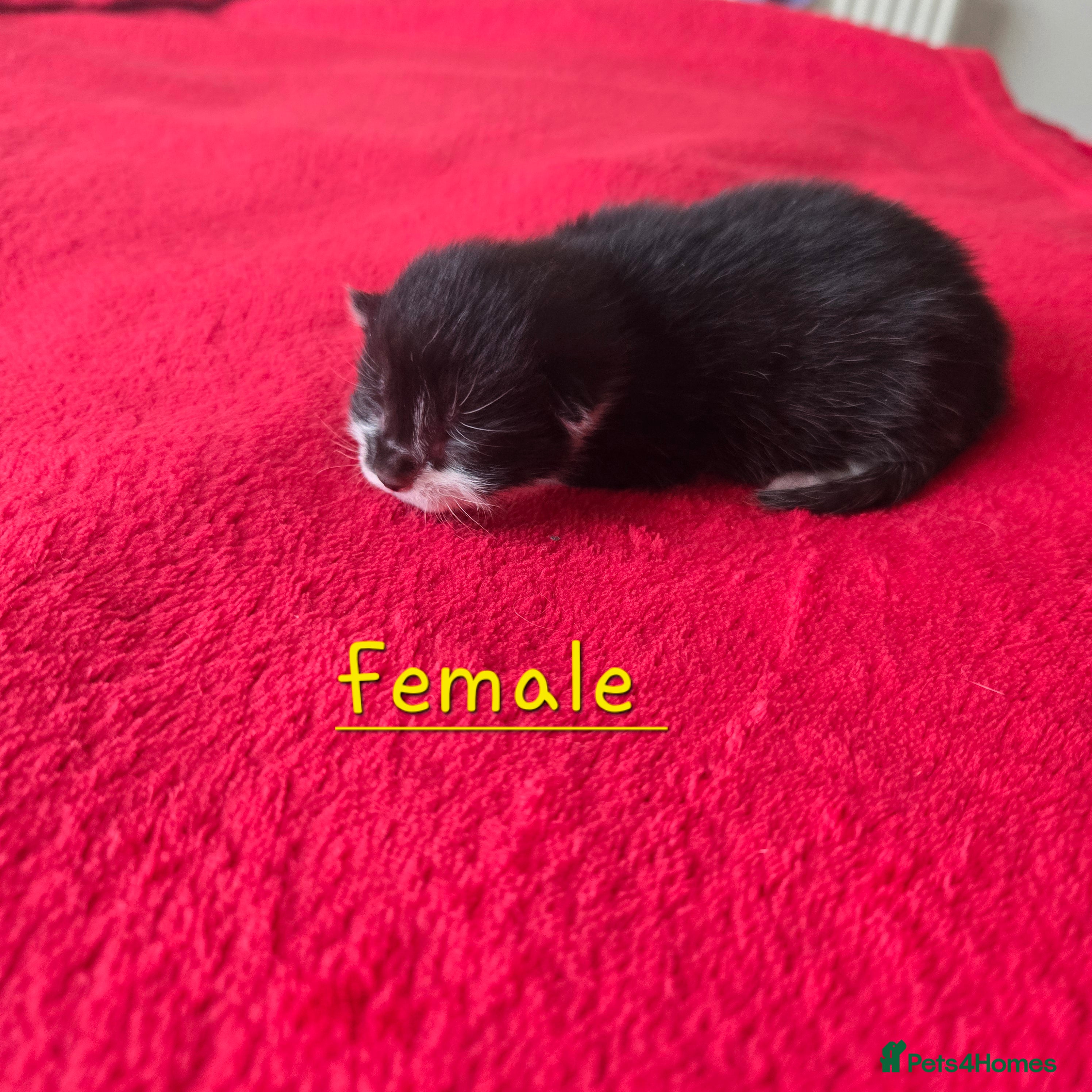 Mixed Breed cats X2 kittens available  - Advert 1