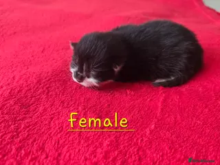 Mixed Breed cats X2 kittens available - Advert 1